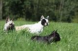 BOULEDOGUE FRANCAIS 731